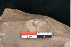 Foto (Detailansicht) von Banisteria carniolica Ettingshausen (NHMW-GEO-2024-0188-8023)